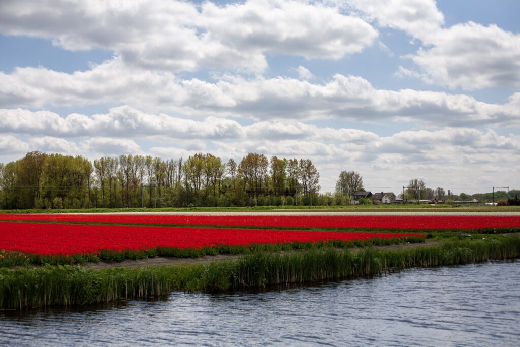 Breathtaking scenery field full mesmerizing tulips netherlands — Holanda