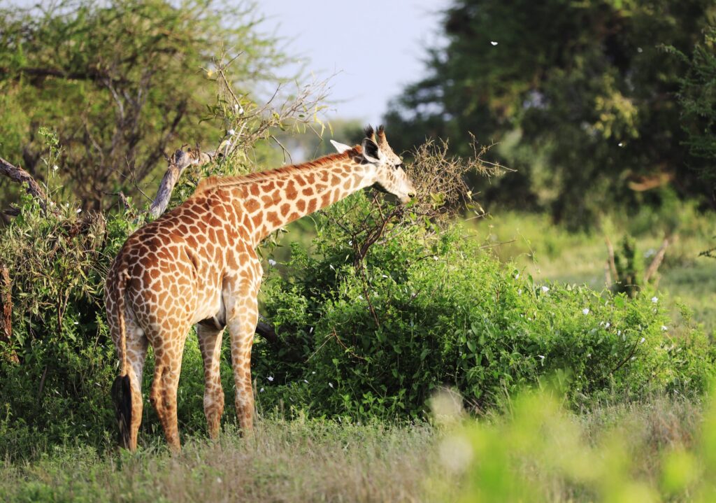 Cute massai giraffe tsavo east national park kenya africa — Quênia