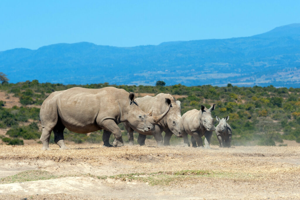 African white rhino national park kenya — Quênia