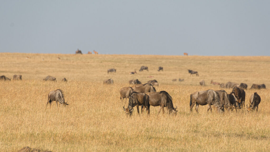 Herd antelopes grazing dried grass maasai mara — Quênia