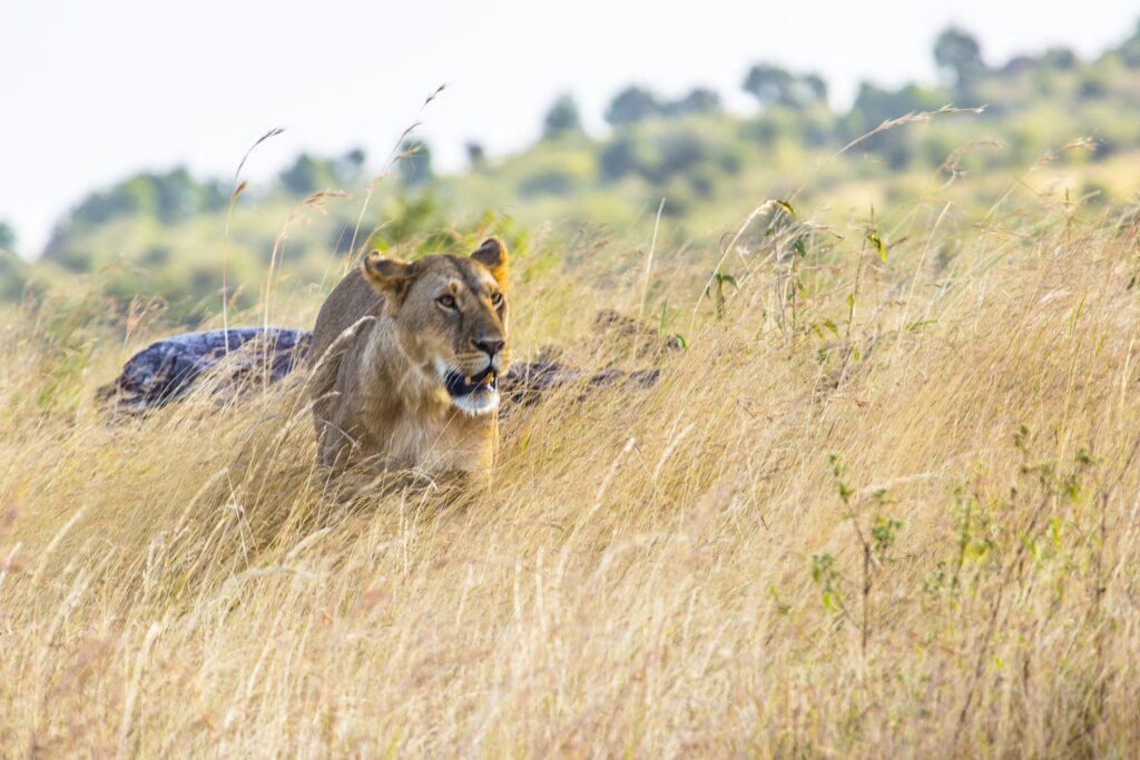 Beautiful shot lioness masai mara safari kenya sunny day — Quênia