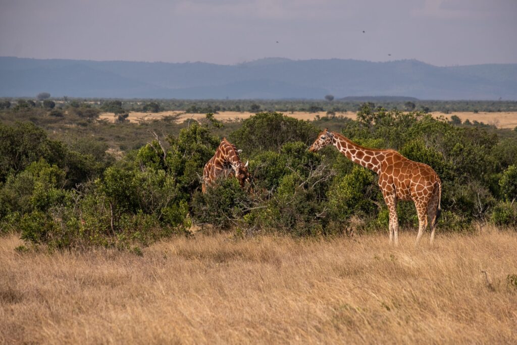 Beautiful view two giraffes grazing by trees ol pejeta kenya — Quênia