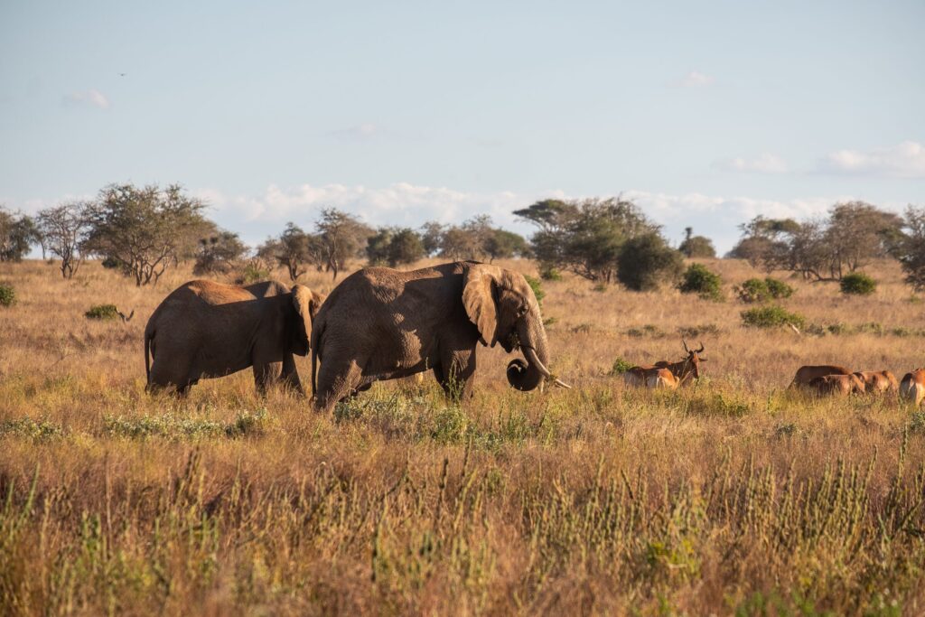 Herd elephants deer field jungle tsavo west taita hills kenya — Quênia
